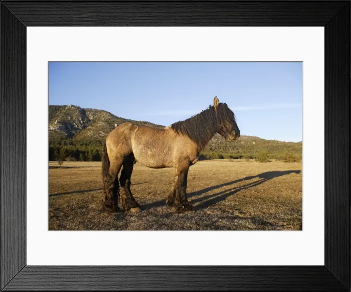 Framed Print : Horse - Mulassier du Poitou. France. Rare, they were used to breed mules Framed Print : Horse - Mulassier du Poitou. France. Rare, they were used to breed mules
