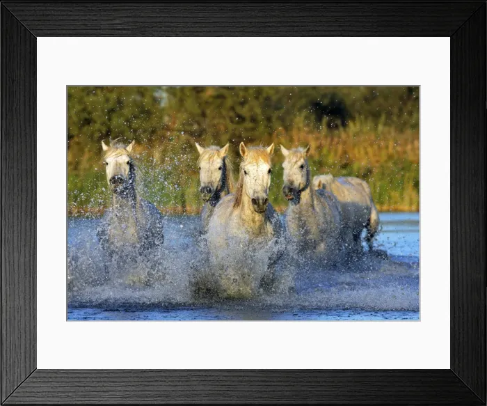 Framed Print : Cheval camargue Framed Print : Cheval camargue
