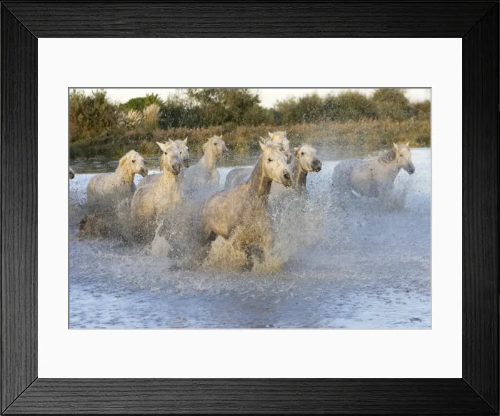 Framed Print : Cheval camargue Framed Print : Cheval camargue