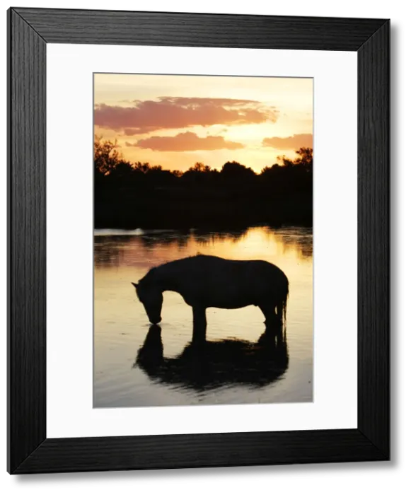 Framed Print : Cheval camargue Framed Print : Cheval camargue