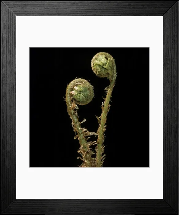 Framed Print : Fern - male, uncurling fronds Framed Print : Fern - male, uncurling fronds