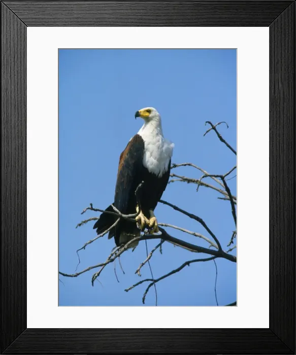 Framed Print : African Fish Eagle Framed Print : African Fish Eagle