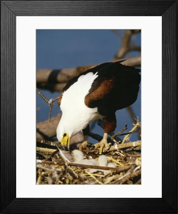 Framed Print : Fish Eagle Feeding week old chick Framed Print : Fish Eagle Feeding week old chick