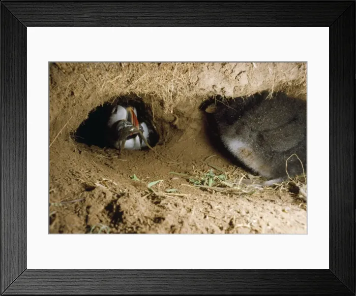 Framed Print : Puffin - adult bringing fish to chick inside burrow Framed Print : Puffin - adult bringing fish to chick inside burrow