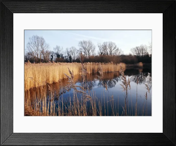 Framed Print : Reed Bed & Pond Wicken Fen Framed Print : Reed Bed & Pond Wicken Fen