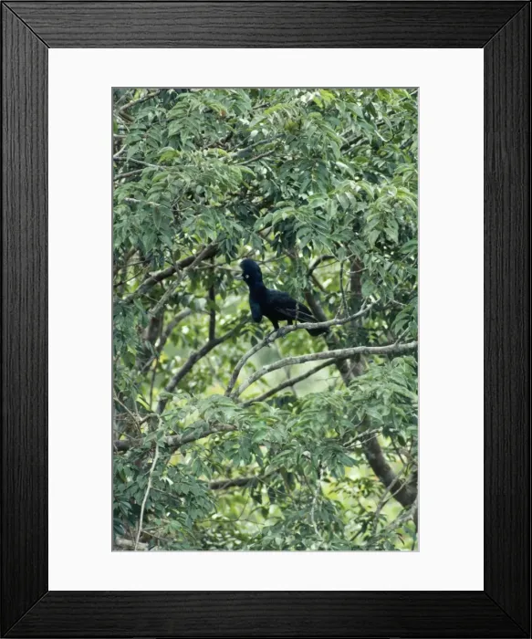 Framed Print : Amazon Umbrella Bird Framed Print : Amazon Umbrella Bird