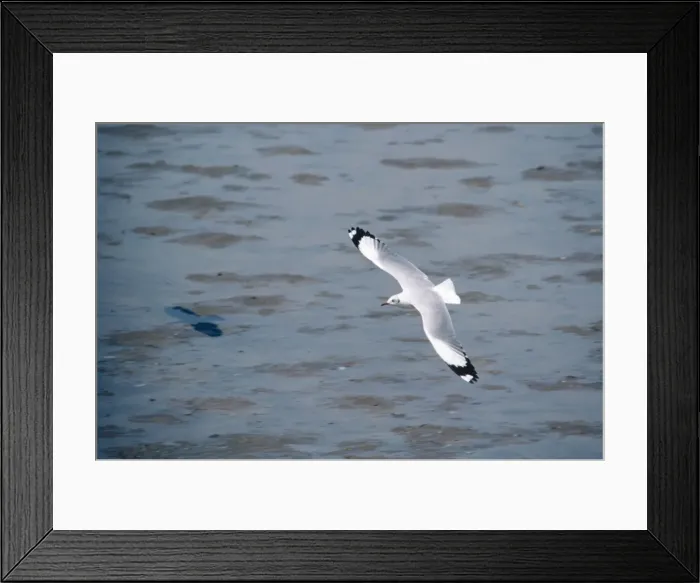 Framed Print : Brown-headed Gull - adult in winter. Bangpoo, Thailand