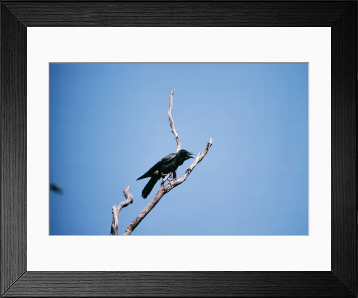 Framed Print : Large-billed Crow Bangpoo, Thailand
