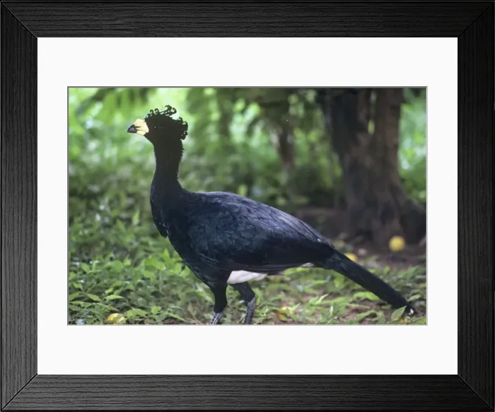 Framed Print : Yellow-knobbed Curassow - feral male Calabozo, Guarico, Venezuela