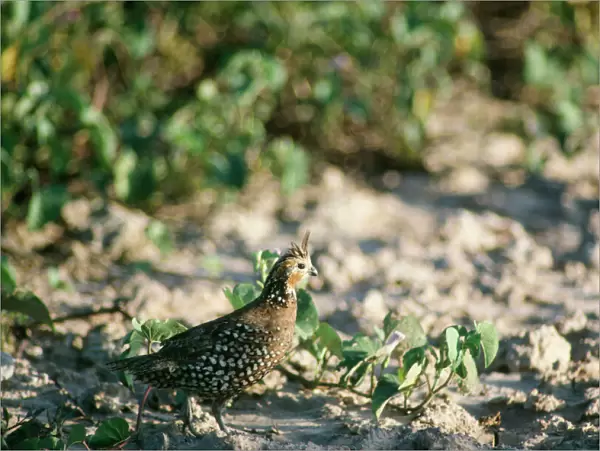 Crested Bobwhite-quail - male Venezuela