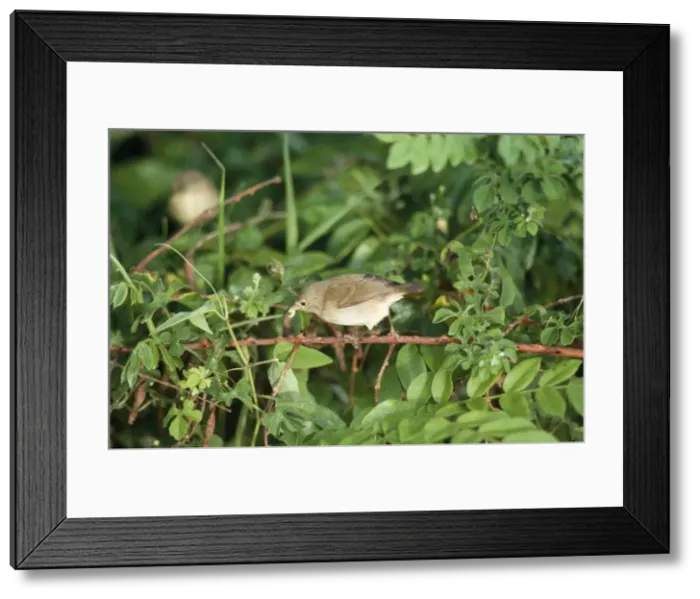 Framed Print : Warbler Finch - with caterpillar in beak Santa Cruz, Galapagos Islands Framed Print : Warbler Finch - with caterpillar in beak Santa Cruz, Galapagos Islands