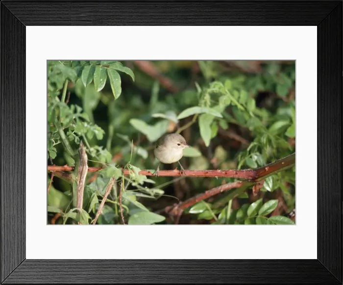 Framed Print : Warbler Finch Santa Cruz, Galapagos Islands
