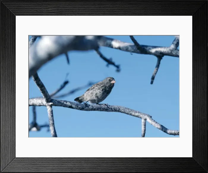 Framed Print : Small Ground Finch In tree N. Seymour, Galapagos Islands Framed Print : Small Ground Finch In tree N. Seymour, Galapagos Islands