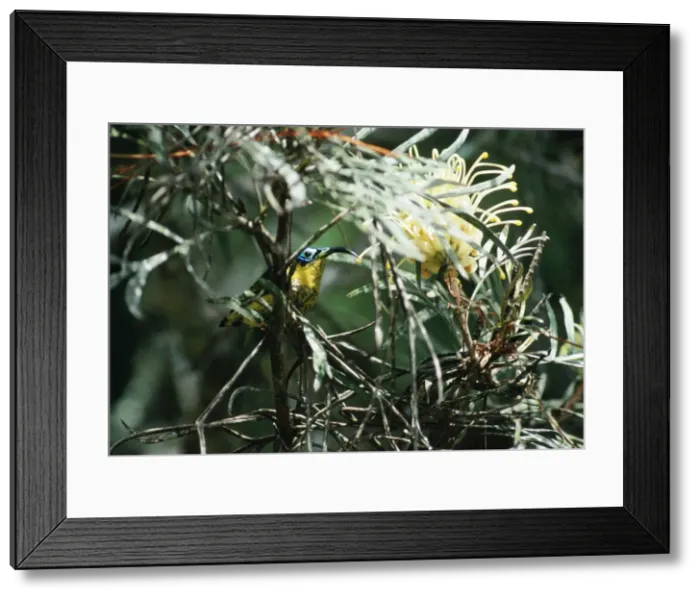 Framed Print : Wattled False / Asity Sunbird Male. Perinet, Madagascar Framed Print : Wattled False / Asity Sunbird Male. Perinet, Madagascar