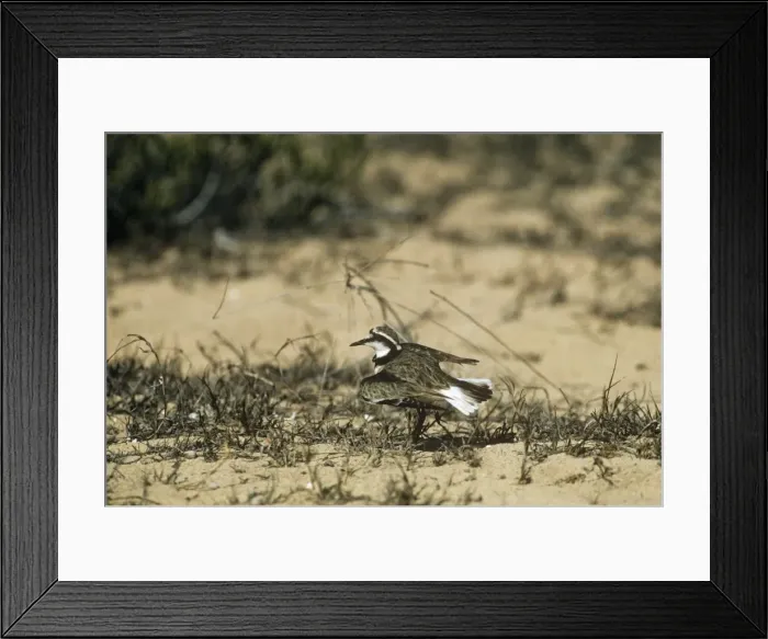 Framed Print : Madagascar Plover - broken wing display Moro Moro, Madagascar