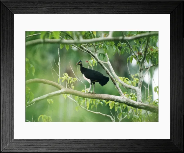 Framed Print : Maleo / Maleo Megapode / Gray's Brush-turkey Framed Print : Maleo / Maleo Megapode / Gray's Brush-turkey