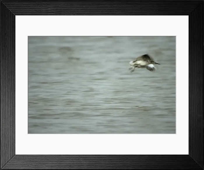 Framed Print : Nordmann's Greenshank - in flight Mai Po, Hong Kong Framed Print : Nordmann's Greenshank - in flight Mai Po, Hong Kong