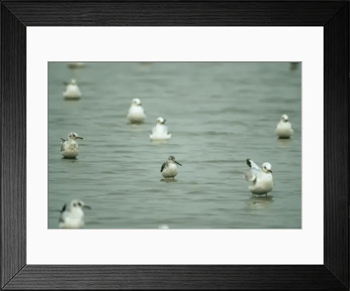 Framed Print : Nordmann's Greenshank Mai Po, Hong Kong