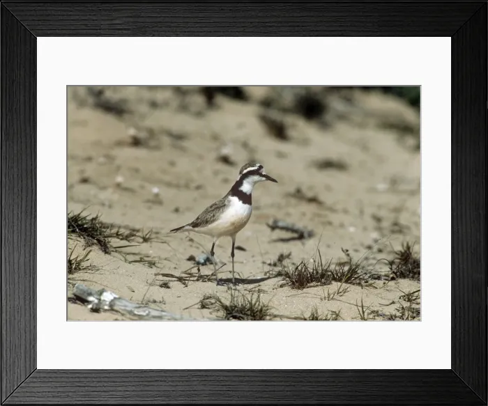 Framed Print : Madagascar Plover Moro Moro, Madagascar Framed Print : Madagascar Plover Moro Moro, Madagascar