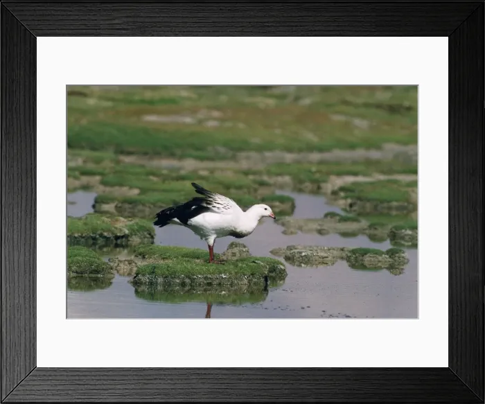 Framed Print : Andean Goose Lavca National Park, Chile Framed Print : Andean Goose Lavca National Park, Chile