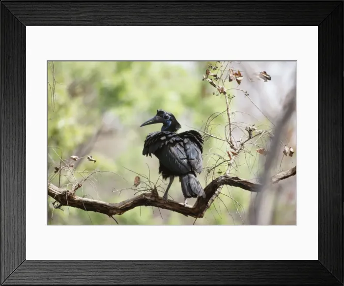 Framed Print : Abysinian / Northern Ground Hornbill - female Comoe, Ivory Coast, Africa Framed Print : Abysinian / Northern Ground Hornbill - female Comoe, Ivory Coast, Africa