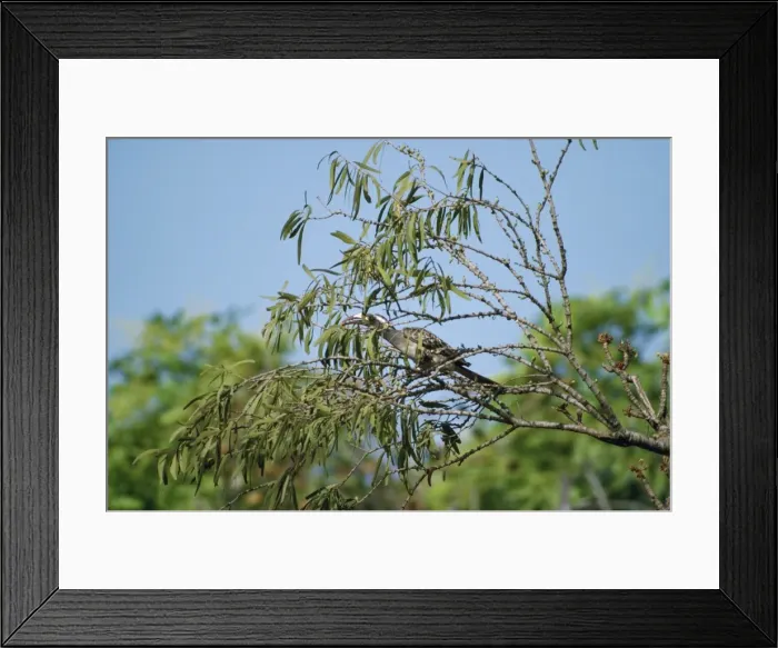 Framed Print : African Grey Hornbill Comoe, Ivoery Coast. January Framed Print : African Grey Hornbill Comoe, Ivoery Coast. January
