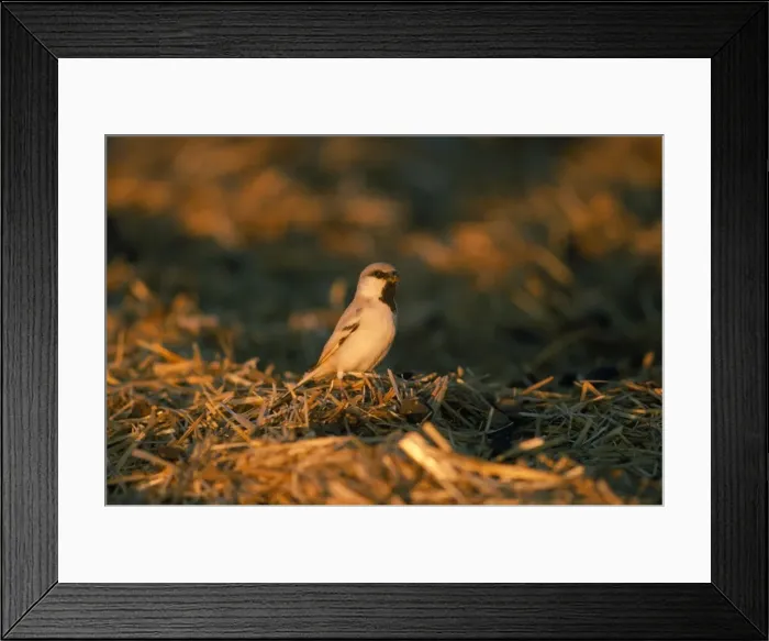 Framed Print : Desert Sparrow - male Merzouga Morocco Framed Print : Desert Sparrow - male Merzouga Morocco