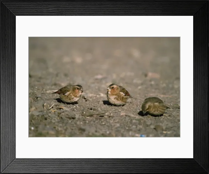 Framed Print : Crimson-winged Finch Morocco Framed Print : Crimson-winged Finch Morocco