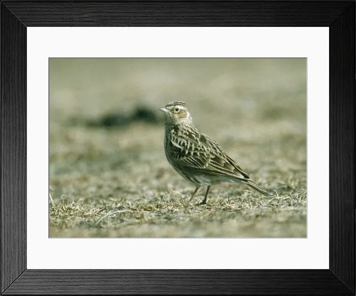 Framed Print : Oriental Skylark Heimahe, Qinghai, China. April Framed Print : Oriental Skylark Heimahe, Qinghai, China. April