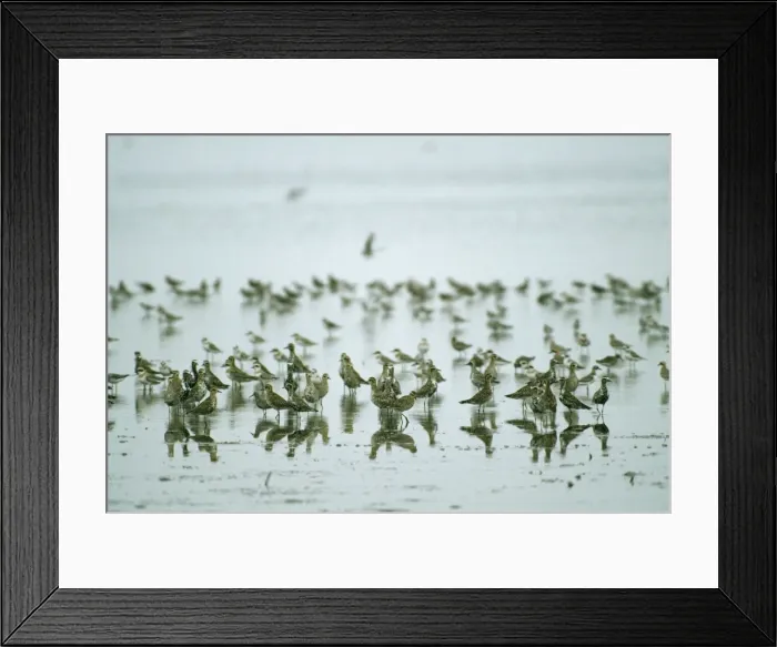 Framed Print : Pacific Golden Plover / Asiatic / Lesser / Least Mai Po, Hong Kong Framed Print : Pacific Golden Plover / Asiatic / Lesser / Least Mai Po, Hong Kong