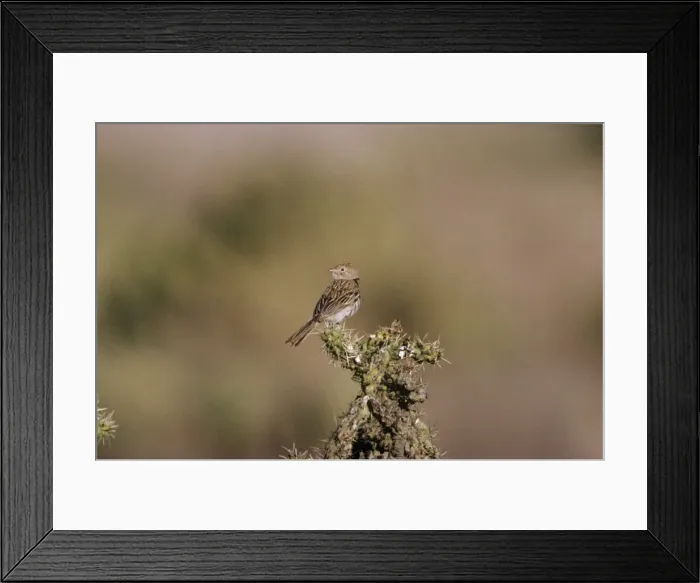Framed Print : Worthen's Sparrow - on cactus Saltillo, Coahuila, Mexico Framed Print : Worthen's Sparrow - on cactus Saltillo, Coahuila, Mexico