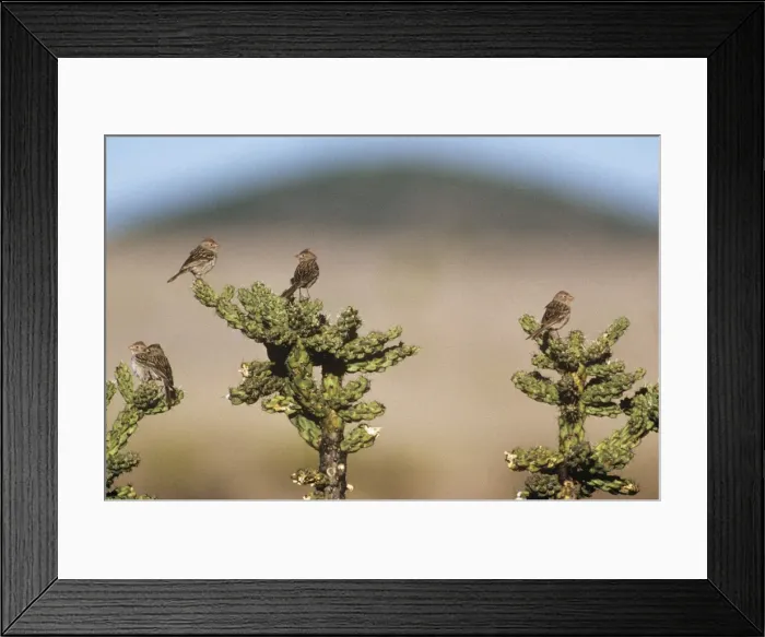 Framed Print : Worthen's Sparrow - on cactus Saltillo, Coahuila, Mexico Framed Print : Worthen's Sparrow - on cactus Saltillo, Coahuila, Mexico