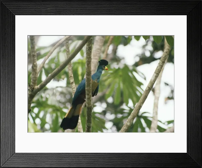 Framed Print : Great Blue Turaco Tai Ivory Coast, West Africa Framed Print : Great Blue Turaco Tai Ivory Coast, West Africa