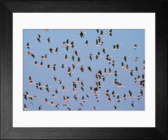 Framed Print : Chilean Flamingo - in flight Paracas Peru Framed Print : Chilean Flamingo - in flight Paracas Peru