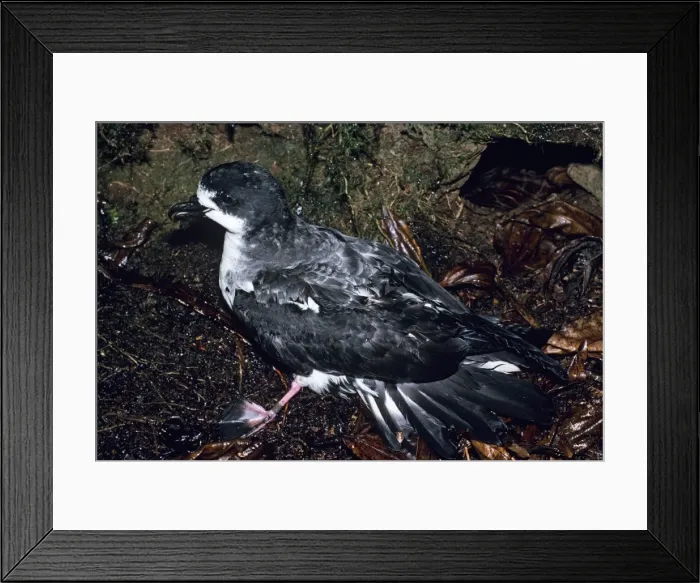 Framed Print : Galapagos / Dark-rumped Petrel Framed Print : Galapagos / Dark-rumped Petrel