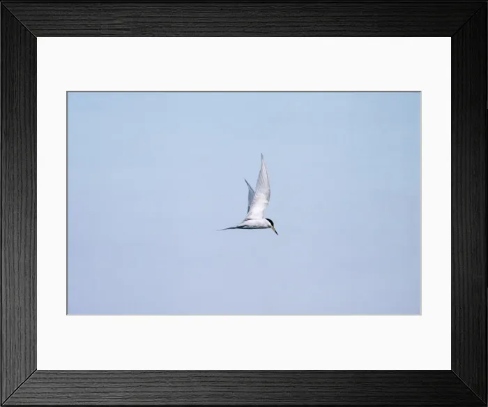 Framed Print : Peruvian Tern Peru Framed Print : Peruvian Tern Peru