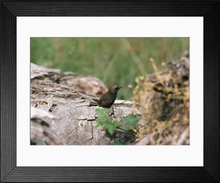 Framed Print : Andean / Magellanic Tapaculo - high altitude temperate zone. Garibaldi pass, Tierra del Fuego, Andea, Argentina Framed Print : Andean / Magellanic Tapaculo - high altitude temperate zone. Garibaldi pass, Tierra del Fuego, Andea, Argentina