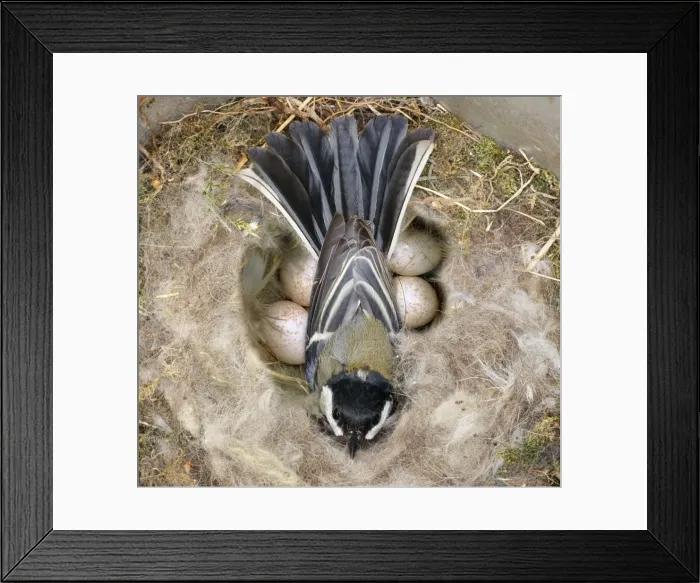 Framed Print : Great Tit - on nest & eggs Digital Manipulation: added eggs