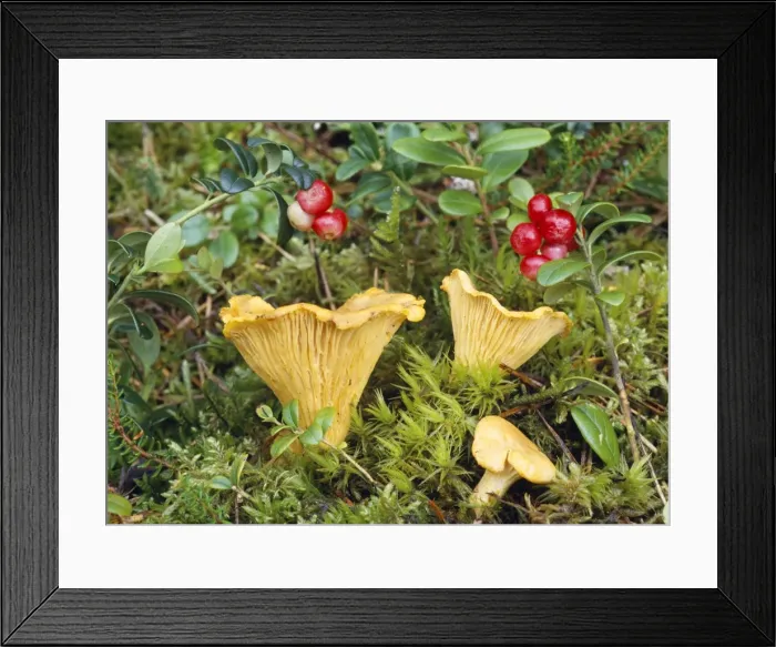 Framed Print : Chanterelle Fungi Framed Print : Chanterelle Fungi