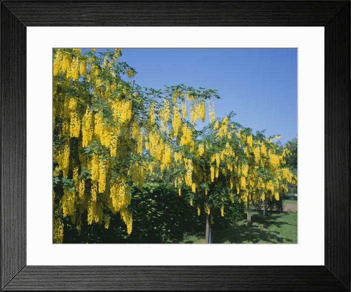 Framed Print : Laburnham. AL-2317. Laburnham. Ake Lindau Framed Print : Laburnham. AL-2317. Laburnham. Ake Lindau