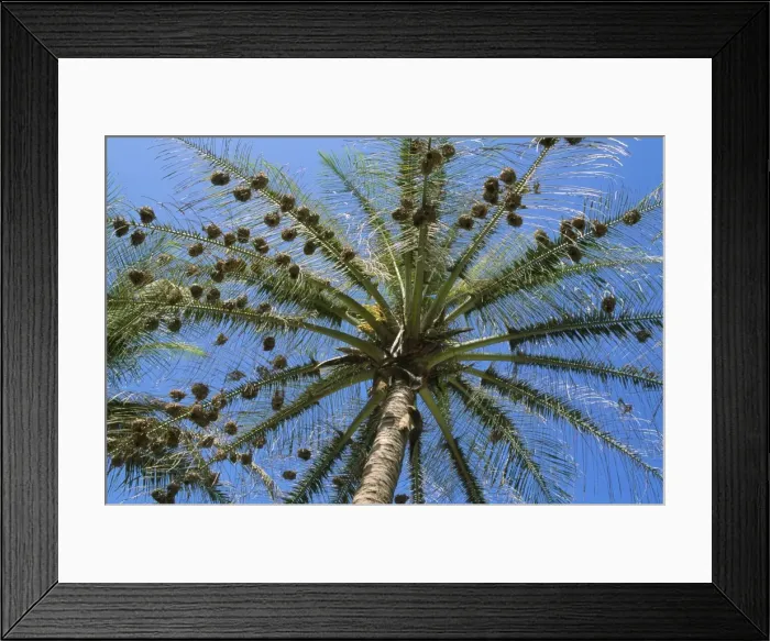 Framed Print : Weaver Birds - nests in tree Gambia Framed Print : Weaver Birds - nests in tree Gambia
