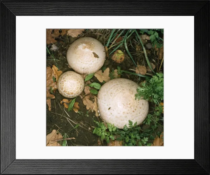 Framed Print : Horse Mushroom Fungus Framed Print : Horse Mushroom Fungus