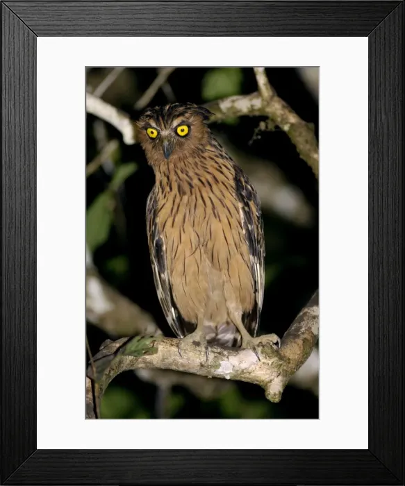 Framed Print : Buffy Fish-owl watches for prey from a tree-branch over a oxbow lake in river Kinabatangan floodplain, typical; Sabah, Borneo, Malaysia; June. Ma39. 3179 Framed Print : Buffy Fish-owl watches for prey from a tree-branch over a oxbow lake in river Kinabatangan floodplain, typical; Sabah, Borneo, Malaysia; June. Ma39. 3179