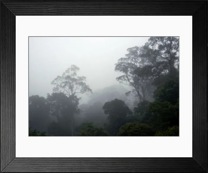 Framed Print : The canopy of a primary rainforest in the mist at dawn, river Danum Valley Conservation Area; Sabah, Borneo, Malaysia; June. Ma39. 3243 Framed Print : The canopy of a primary rainforest in the mist at dawn, river Danum Valley Conservation Area; Sabah, Borneo, Malaysia; June. Ma39. 3243