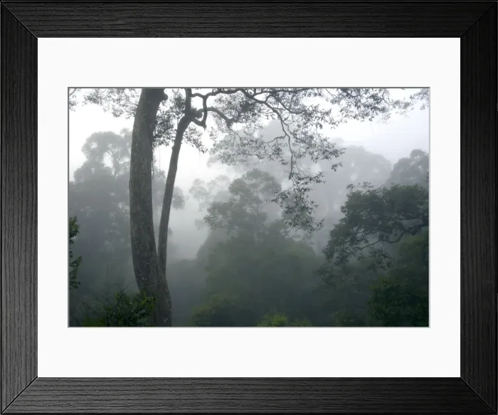 Framed Print : The canopy of a primary rainforest in the mist at dawn, river Danum Valley Conservation Area, Sabah, Borneo, Malaysia; June. Ma39. 3255 Framed Print : The canopy of a primary rainforest in the mist at dawn, river Danum Valley Conservation Area, Sabah, Borneo, Malaysia; June. Ma39. 3255