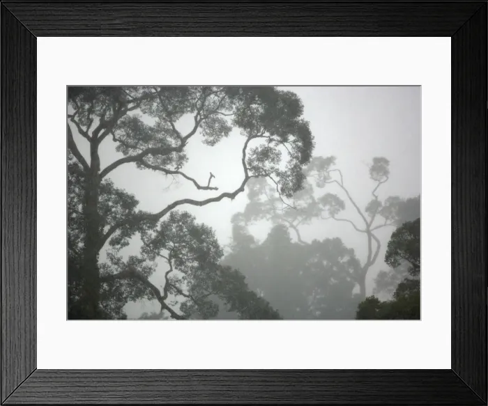 Framed Print : A canopy of primary rainforest in a rainy and misty day, river Danum valley conservation area; Sabah, Borneo, Malaysia; June. Ma39. 3383 Framed Print : A canopy of primary rainforest in a rainy and misty day, river Danum valley conservation area; Sabah, Borneo, Malaysia; June. Ma39. 3383