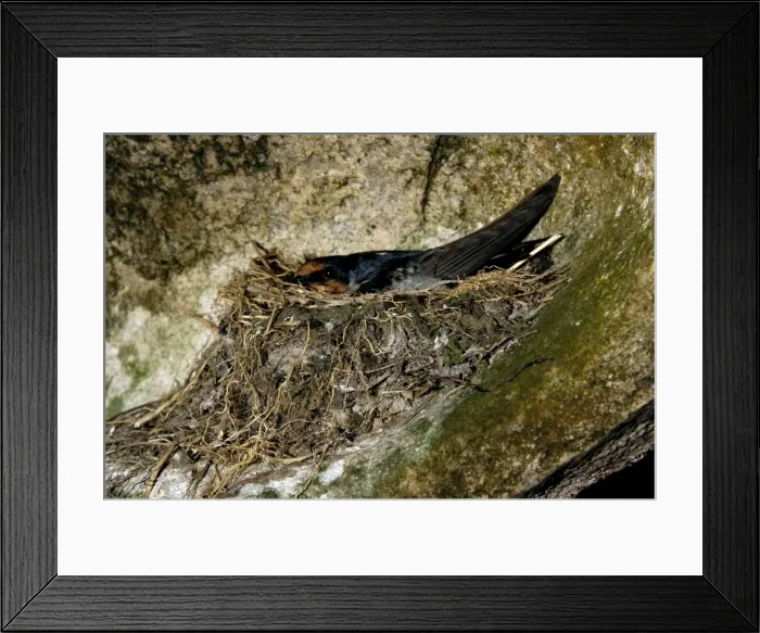 Framed Print : Pacific Swallow (adult) in its nest, built in a niche, carved by sea waves, under a huge volcanic boulder on a beach of Tioman Island, Malaysia; June. Ma39. 3743 Framed Print : Pacific Swallow (adult) in its nest, built in a niche, carved by sea waves, under a huge volcanic boulder on a beach of Tioman Island, Malaysia; June. Ma39. 3743