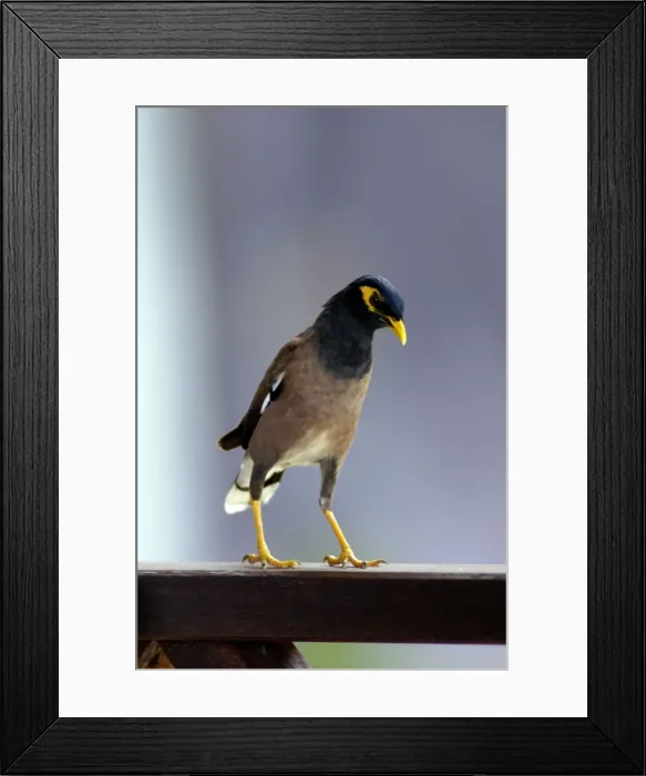 Framed Print : Common Myna (typical) - this curious bird boldly steals visitors food (including bread and pure butter) from tables on a terrace of a Bagus Place Retreat, a small resort on Tioman Island Framed Print : Common Myna (typical) - this curious bird boldly steals visitors food (including bread and pure butter) from tables on a terrace of a Bagus Place Retreat, a small resort on Tioman Island