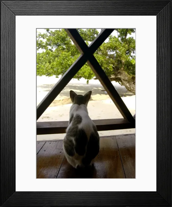Framed Print : Local domestic cat looks to the sea from a terrace of a restaurant of a small Bagus Place Retreat resort on Tioman Island, 30 km East off peninsula Malaysia in South China Sea; June. Ma39. 3878 Framed Print : Local domestic cat looks to the sea from a terrace of a restaurant of a small Bagus Place Retreat resort on Tioman Island, 30 km East off peninsula Malaysia in South China Sea; June. Ma39. 3878