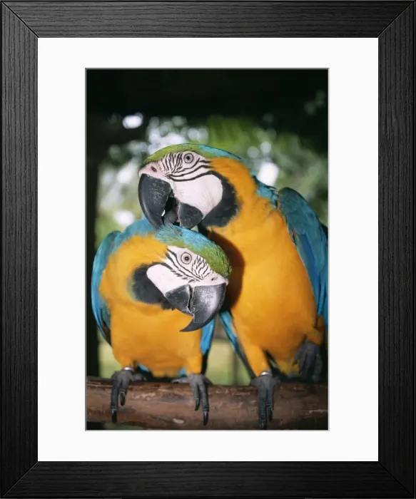 Framed Print : Blue & Yellow Macaw x2 preening, Taman Burning Bali Bird Park, Bali Island, Indonesia Framed Print : Blue & Yellow Macaw x2 preening, Taman Burning Bali Bird Park, Bali Island, Indonesia